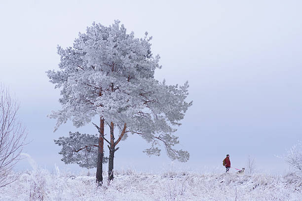 Person and dog walking on a snowy hill with a frost-covered pine tree