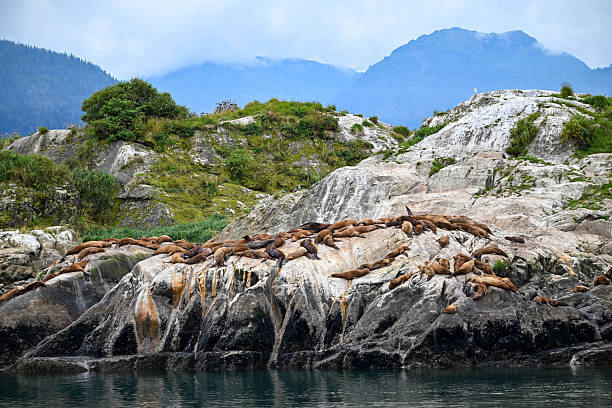 Horizontal closeup photo of large male fur seals resting up on grey brown dolomite rock platforms at the edge of the ocean on the East coast of Bruny Island, Tasmania, in Winter