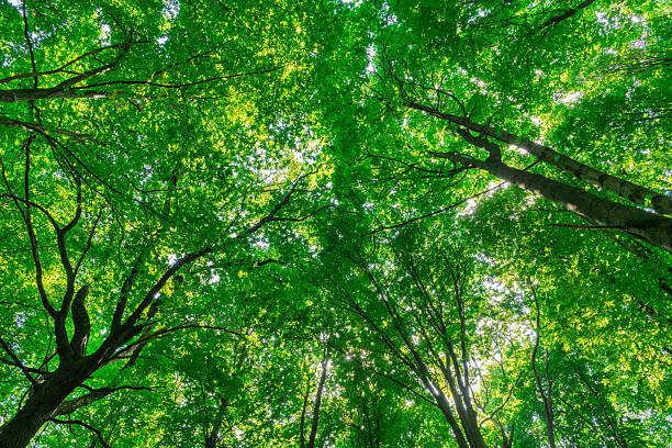 istock green forest background in a sunny day 2241858969