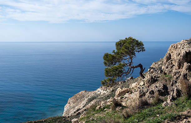 istock Coastal view with a lone tree overlooking the calm blue sea under a clear sky 2241860647