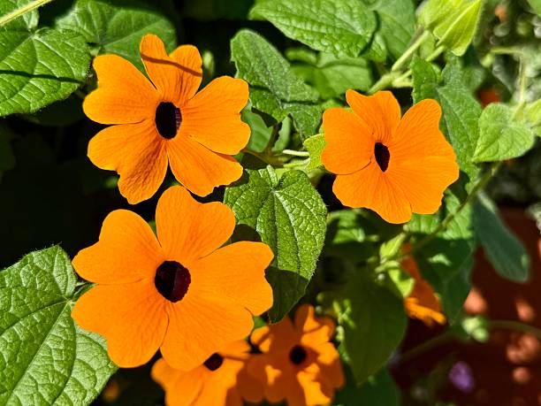 istock black-eyed Susan flowers 2241862641