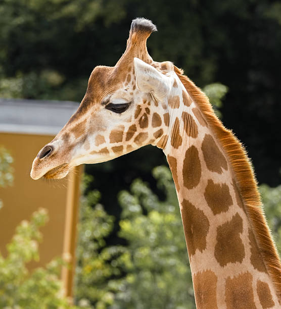 istock Kordofan Giraffe Standin 2241864647