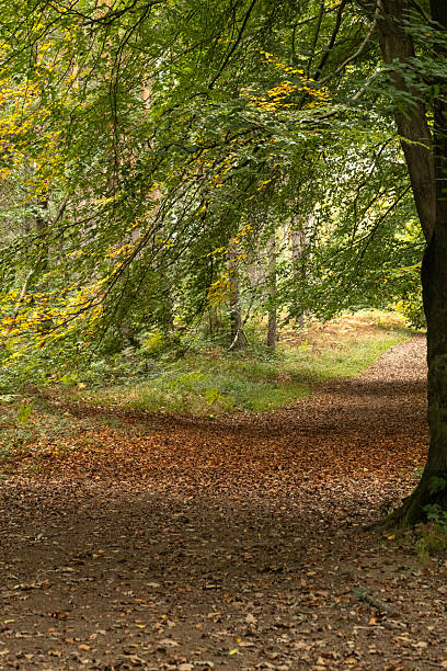 istock Woodland Landscape 2241866100