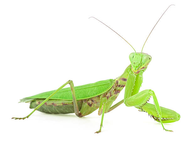 istock Green Mantis or or Praying Mantis isolated on a white background. Mantis religiosa. 2241866438