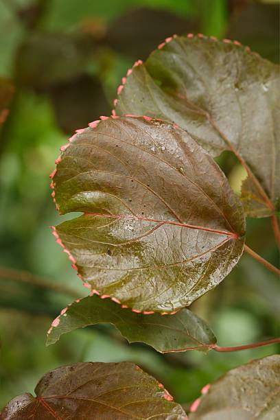 istock Plant list 2025 - Acalypha wilkesiana (Copperleaf) 2241867164