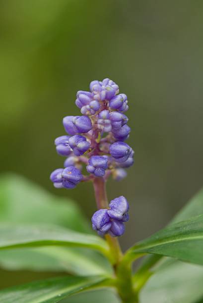 istock Plant list 2025 - Dichorisandra thyrsiflora (Blue Ginger) 2241867530