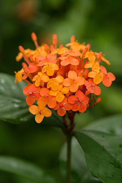 istock Plant list 2025 - Ixora chinensis (Chinese Ixora) 2241867568