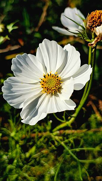 istock White Cosmos Flower in Sunlight 2241868053
