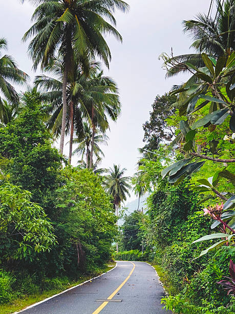 istock Country road through the Thai rainforest on Koh Samui 2241869158