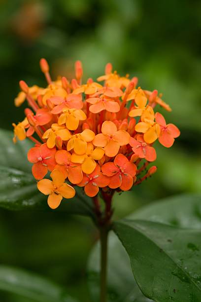 istock Plant list 2025 - Ixora chinensis (Chinese Ixora) 2241871125