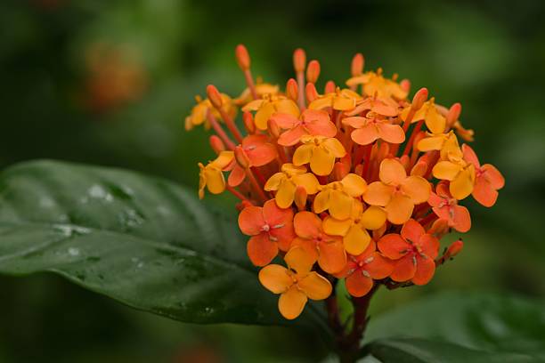 istock Plant list 2025 - Ixora chinensis (Chinese Ixora) 2241871126