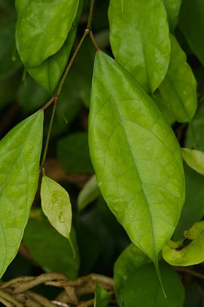 The glossy green leaves of Ficus tinctoria, a tropical fig species native to Southeast Asia and northern Australia, often used for natural dye and shade.