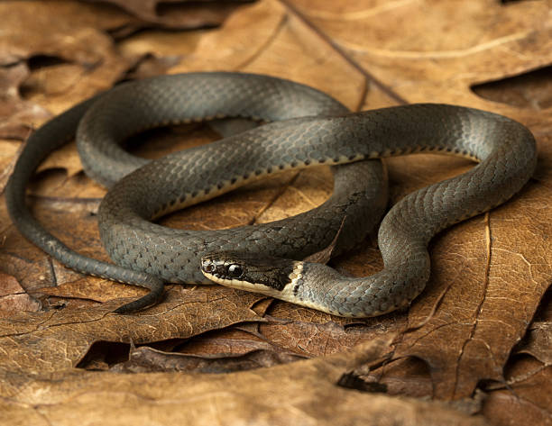 istock North American ringneck snake 2241871607