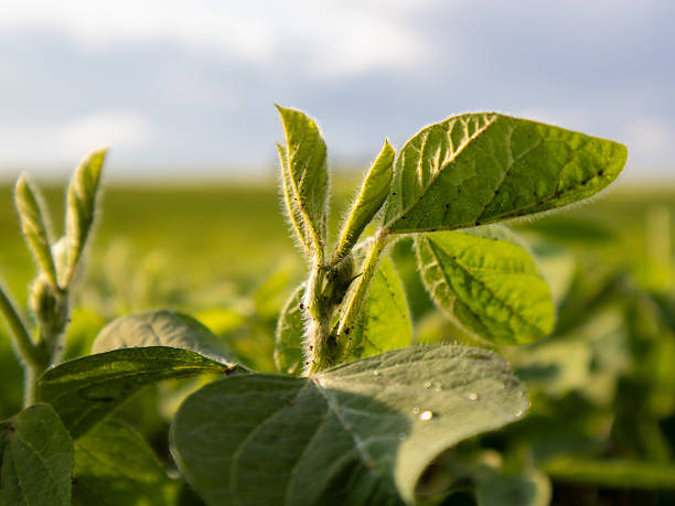 istock Young Soybean Plants Flourish in Sunny Field 2241871770
