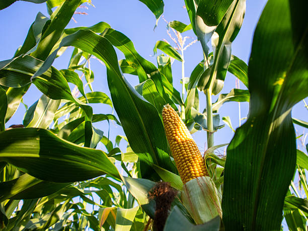 istock Growing Corn in a Sunny Field Under Clear Skies 2241872317