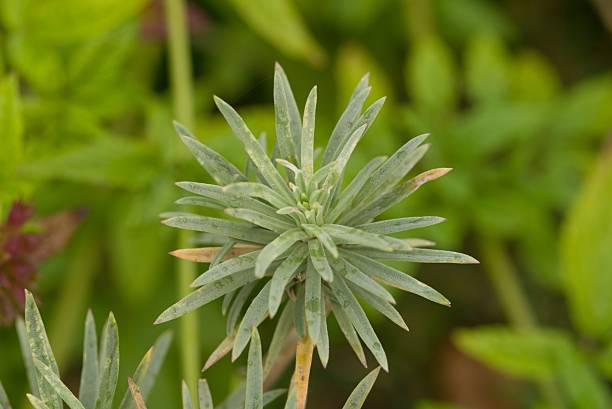 istock Plant list 2025 - Erysimum scoparium (Canary Islands Wallflower) 2241872358
