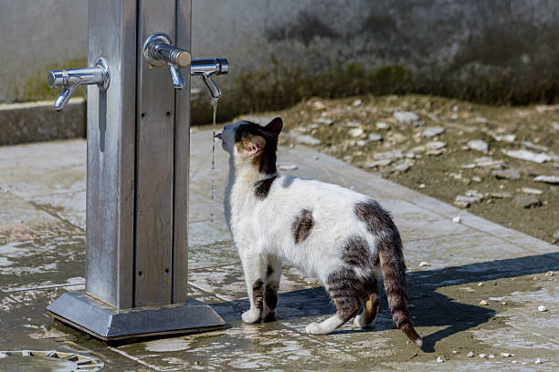 A resourceful white and tabby cat drinks water dripping from a chrome outdoor tap on a tiled surface. This illustrates urban wildlife adaptation and survival strategies in a changing climate.