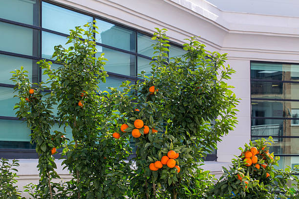 A lush orange tree laden with ripe fruit stands in front of a modern office building with glass windows. A concept of urban gardening, green architecture, and sustainable cities.