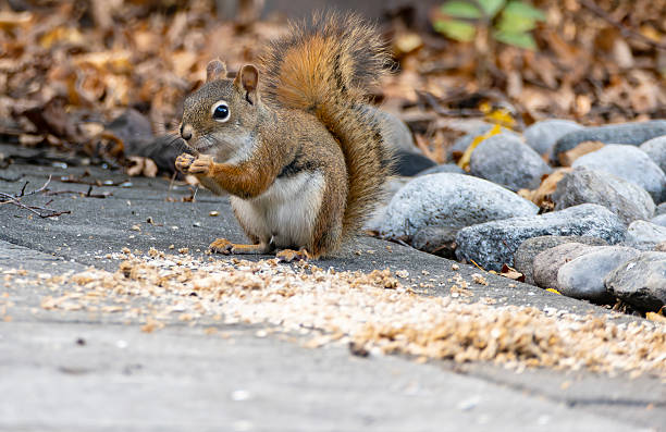 Red Squirrel Eating Sunflower Seeds