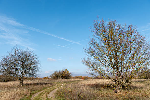 A single leafless tree stands in a dry autumn field under a clear blue sky, with a winding dirt path leading through the meadow. flying stripes in the sky.