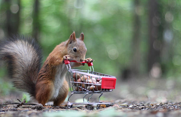 istock A cute squirrel pushes a miniature shopping cart full of hazelnuts in a forest setting. Concept of: Wildlife shopping. 2241880571