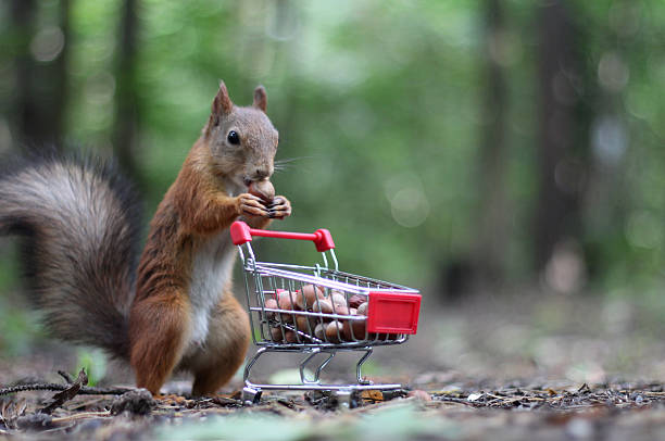 istock A red squirrel standing on its hind legs enjoys a hazelnut next to a mini shopping cart full of nuts in a forest.Concept of: Wild food haul. 2241880572