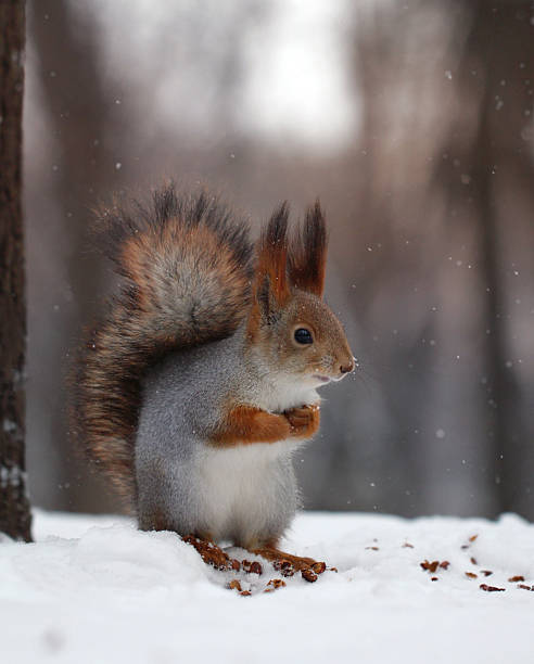 istock A squirrel sits on a tree trunk, holding and eating a nut, with a clear blue sky in the background.Concept of: Forest feast. 2241881779