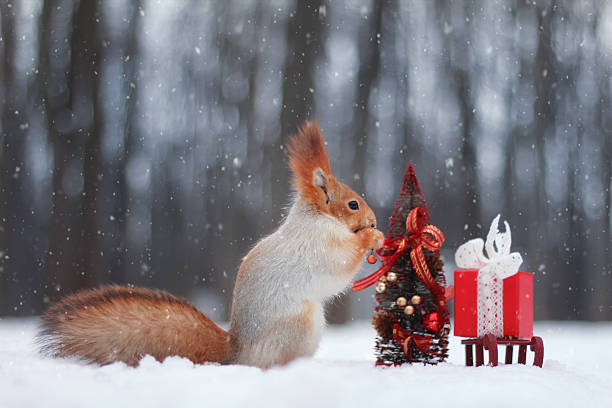 istock A squirrel interacts with a miniature Christmas tree and a gift on a sled in a snowy forest setting with falling snowflakes. Concept of: Winter holiday surprise. 2241882365