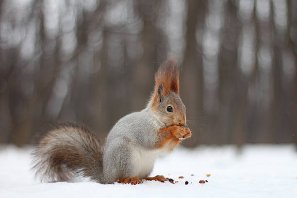 Eastern gray squirrel eating a nut on a snowy branch in New England, midwinter