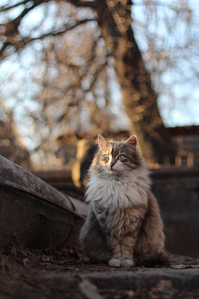 A majestic fluffy cat with striking green eyes sits outdoors, illuminated by dappled sunlight against a soft background of bare trees. Concept of: Serene sunlit cat.