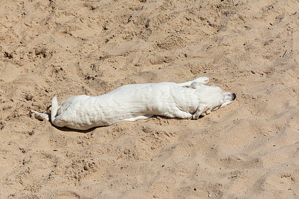 Photograph of a dog with light white fur lying on the sand in the sunlight, its body relaxed, enjoying the moment.