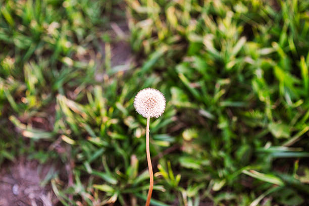 This close-up captures a delicate flower basking in the soft, warm glow of the golden hour, just before releasing its floating seeds into the garden. The last light of the sun highlights the intricate details and gentle textures, reflecting nature’s beauty in transition. This image symbolizes growth, renewal, and the fleeting magic of the natural world, perfect for conveying peacefulness and the cycle of life in any nature or garden-themed collection.