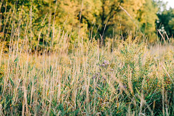 A peaceful scene of wildflowers and tall grass glowing in the warm golden light of sunset. The last rays of the day cast a soft sparkle across the trail park, capturing nature’s quiet beauty as the sun gently sets on the horizon. Ideal for depicting calm, natural landscapes and the serene charm of evening light.