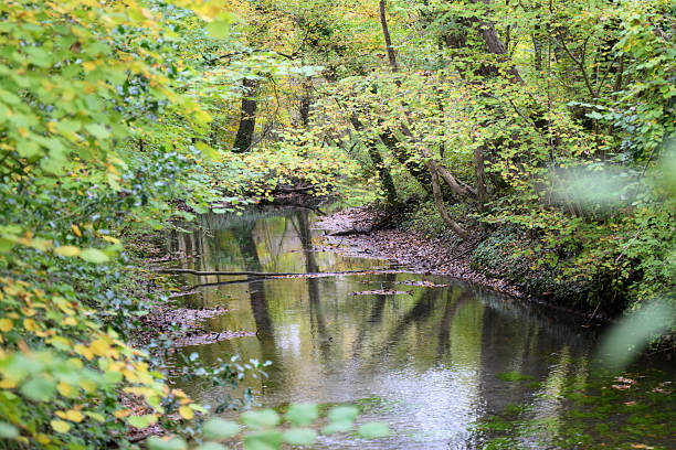 istock stream in the wood 2241891794
