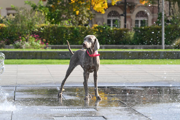weimaraner next to a fountain