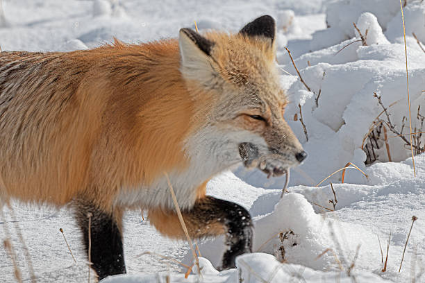 istock Red Fox has caught a mouse and is carrying to a hiding place 2241892768
