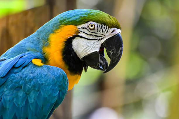 istock Animals in a Zoo 2241893649