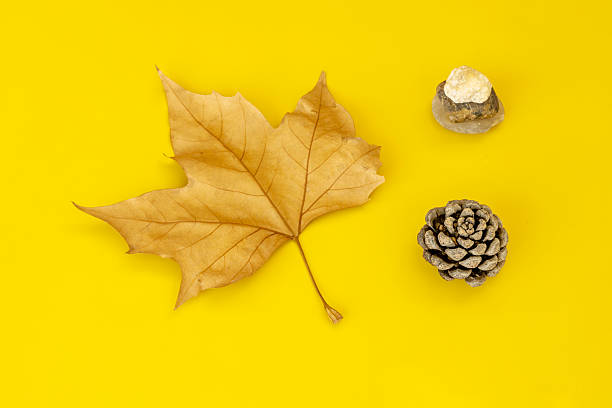 Autumnal image with a dry leaf, a small pineapple and some stones on a plain yellow background