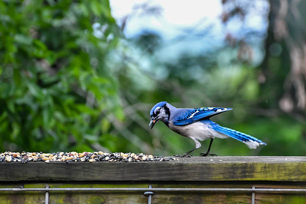 istock Birds in Birmingham, Alabama - Blue Jay 2241899619