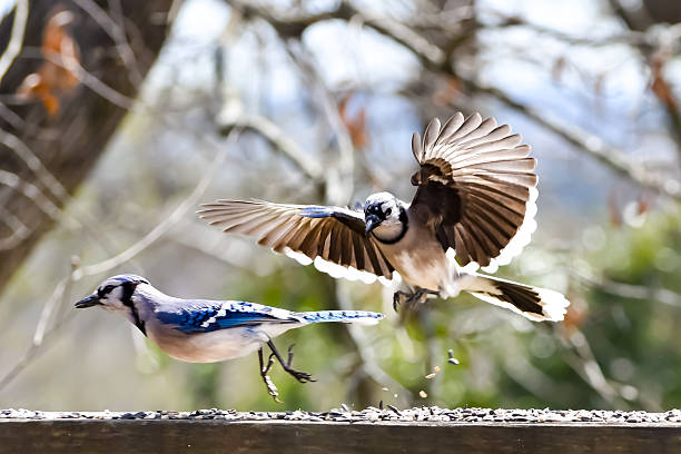 istock Birds in Birmingham, Alabama - Blue Jay 2241900227