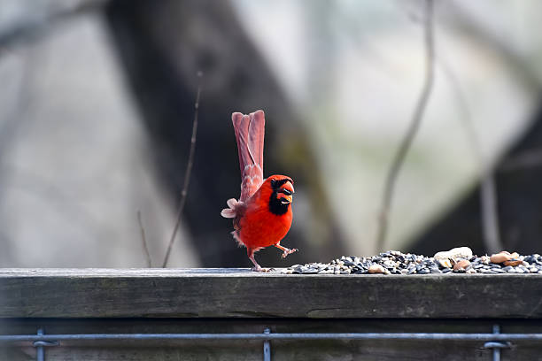 istock Birds in Birmingham, Alabama - Cardinal 2241900230