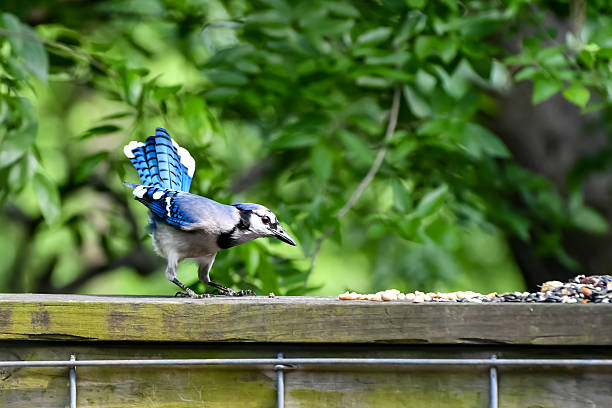 istock Birds in Birmingham, Alabama - Blue Jay 2241900278