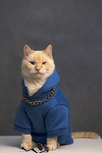 istock Proud red-haired fat cat in a blue jacket poses for a portrait sitting on a table 2241900574