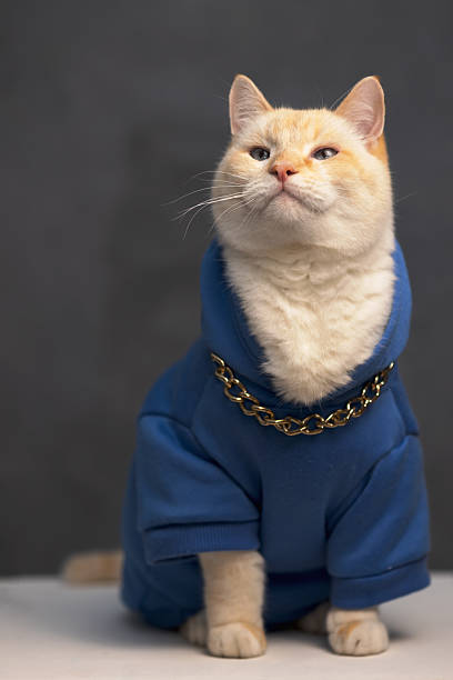 istock Big yellow cat is sitting on a white table and is closely watching something. Portrait 2241900577