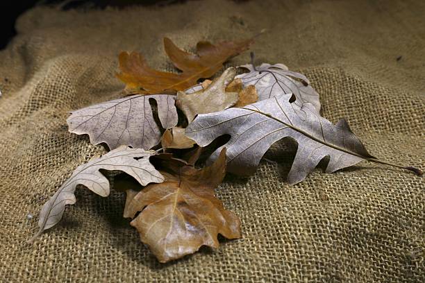 Autumn leaves background. Brown Oak leaves on wet sidewalk