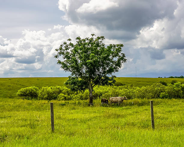 Wide-angle morning shot of a lone tree with a cow under it in a misty, calm field. Great for peaceful, rural, or nature-themed visuals