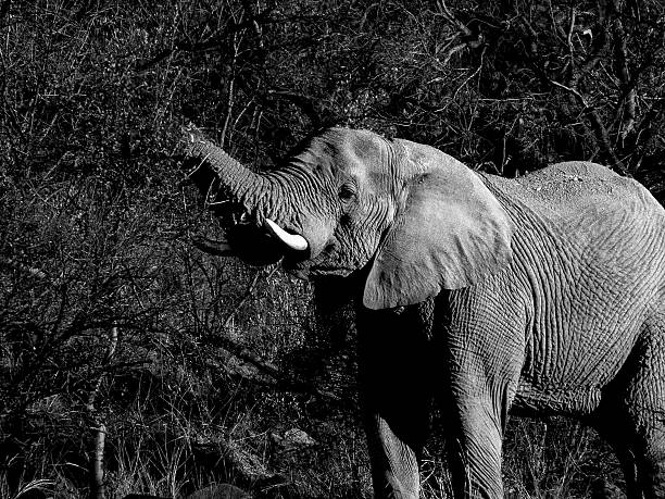 istock African elephant blending in to its surrounds 2241918126