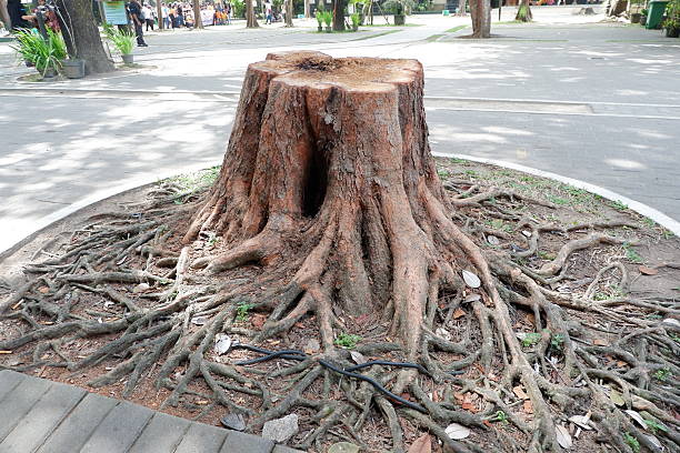 An old, wide tree stump with a newly cut top sits prominently in the paved area of an urban park.