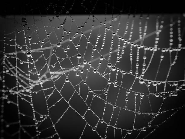 istock Dew on Spider Web in Morning Light, Copenhagen Denmark 2241919541