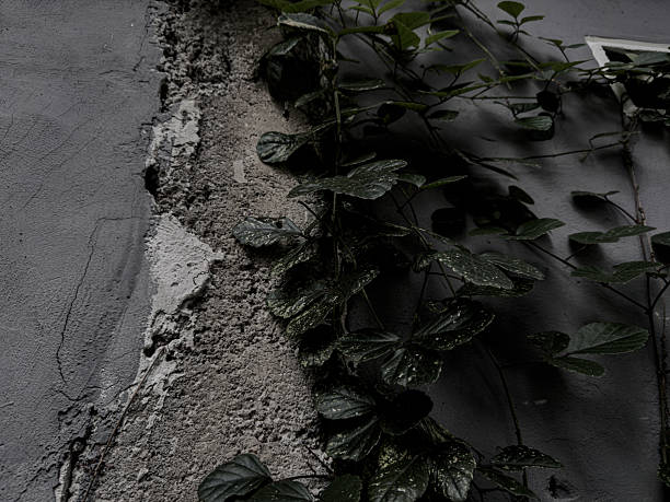 Dark green vines creep along a rough, textured concrete wall with visible cracks and damage, creating a contrasting natural and decaying urban background.